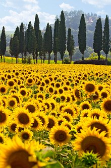 Library Image: Sunflower Field